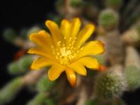 Thumbnail of 0648_Rebutia fabrisii aureiflora_20110605.jpg
